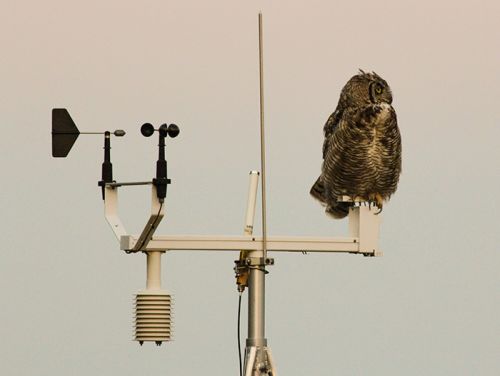 气象站顶部的大角鸮